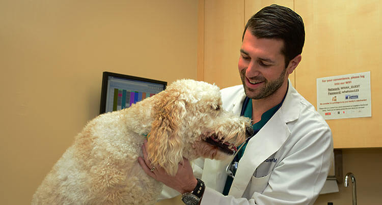 Canine Wellness Care at West Hills Animal Hospital