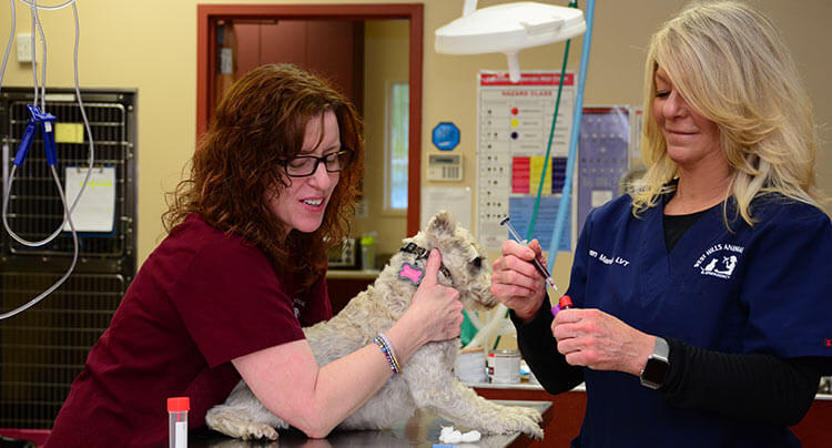 Career Opportunities at West Hills Animal Hospital & Emergency Center