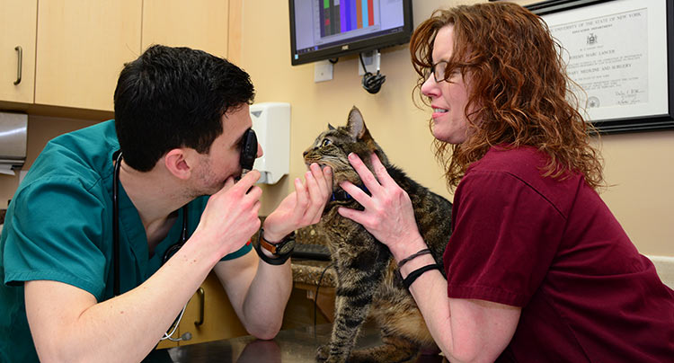 Feline Wellness Care at West Hills Animal Hospital