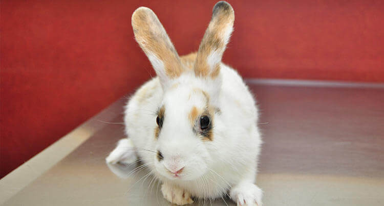 Rabbits and Small Mammal Health Care at West Hills Animal Hospital & Emergency Center