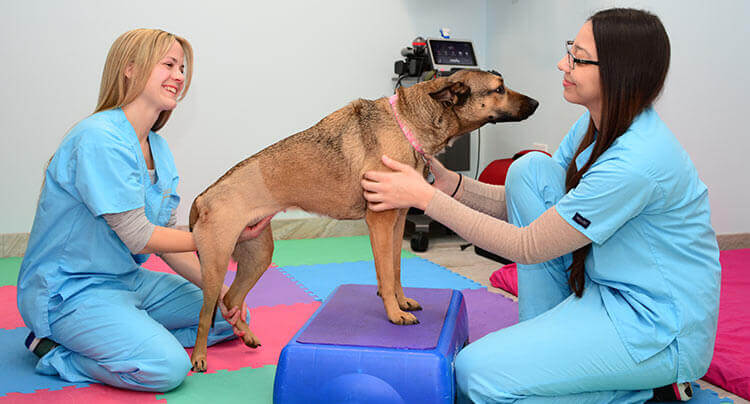 Pet Rehabilitation Services at West Hills Animal Hospital & Emergency Center