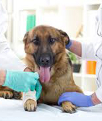 What is a Companion Dog? - Advanced Care Veterinary Hospital